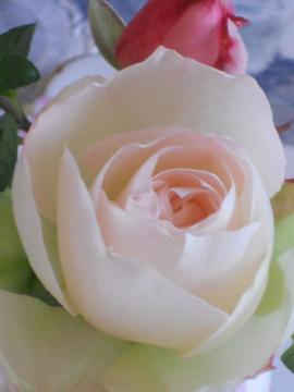 12���ə��肵���}�`���_