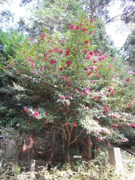 �Ԃ��T�U���J