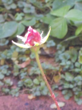 �E�B���A���V�F�[�N�X�s�A2000�̂ڂ�