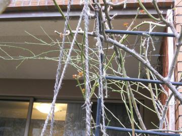 �s�G�[���h�D�����T�[���ƃA�C�X�o�[�O