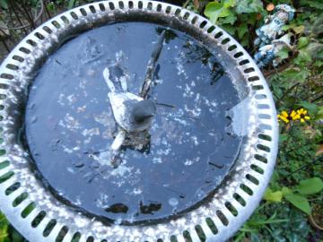 �o�[�h�o�X�̔��X