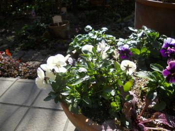 �e���X�̃r�I��