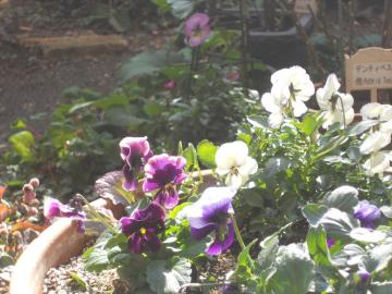 �����̒��̃r�I��