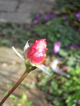 �E�B���A���V�F�[�N�X�s�A2000