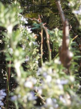 ���[�Y�}���[�Ƃ�o���L���O