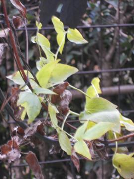 �N���}�`�X