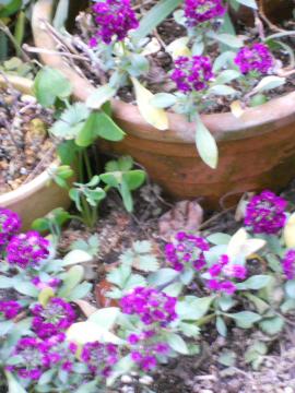 �X�C�[�g�A���b�T��