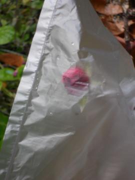 �E�B���A���V�F�[�N�X�s�A2000