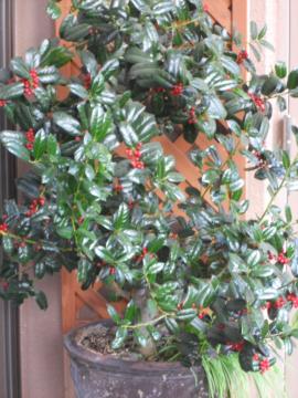 �N���X�}�X�z�[���[�̎�