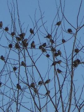 �X�Y���̏W�c