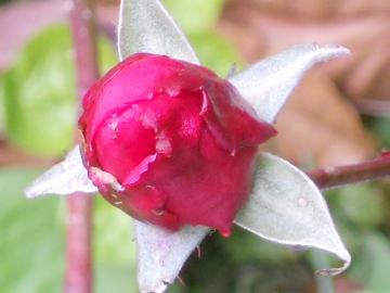 �E�B���A���V�F�[�N�X�s�A2000