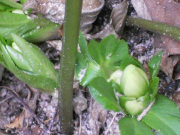 �N���X�}�X���[�Y