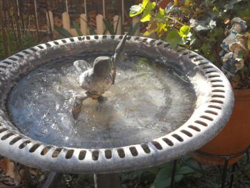 ��܂œ������o�[�h�o�X