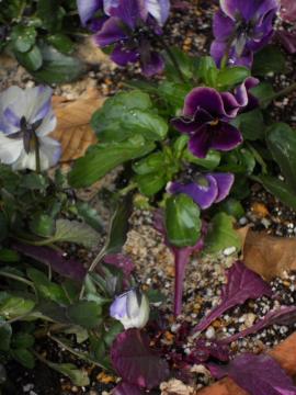 �J�u�ƃr�I��