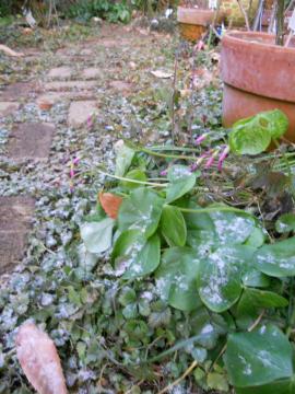 �I�L�U���X�Ɛ�