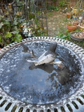 �����̃o�[�h�o�X