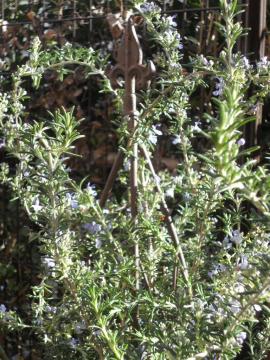 ���[�Y�}���[