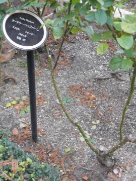 �I�[�h���[�w�b�v�o�[��