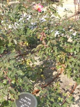 �G�h�K�|�h�K