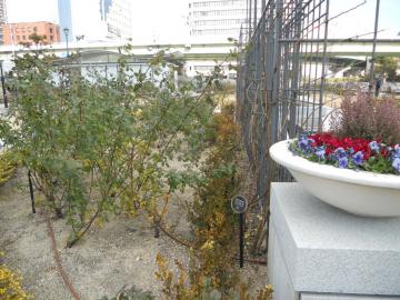 �s�G�[���h�D�����T�[��