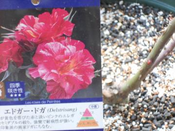 �}�C�K�[�f���̃h�K