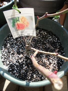 �u���X�o���h