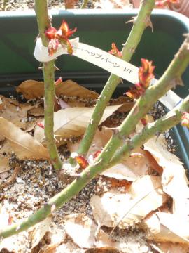 �w�b�v�o�[��