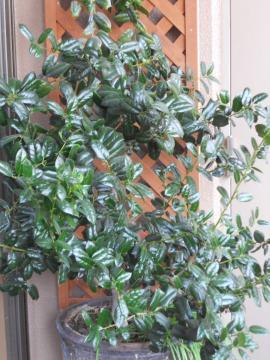 �N���X�}�X�z�[���[