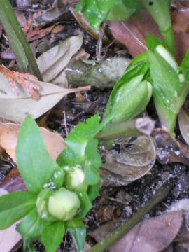 �N���X�}�X���[�Y