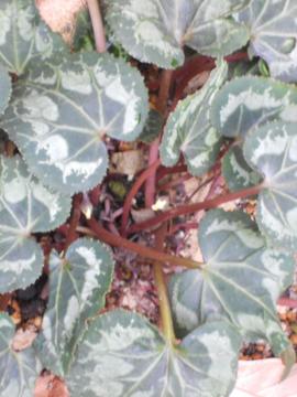 �K�[�f���V�N������