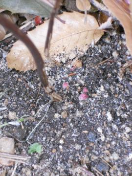 �N���}�`�X�F�v�����Z�X�_�C�A�i