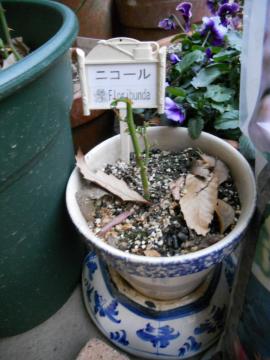 �}���؂̃j�R�[��