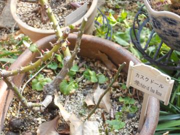 �J�X�N�h�[��