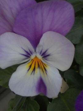 �r�I���p�[�v��