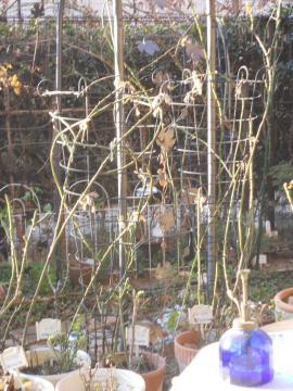 �o�����W���[�h�����ƃ����[�k�r�N�g���A�̗U��