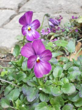 �����̃r�I��