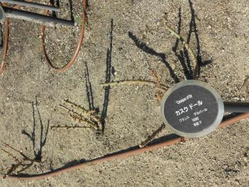 �J�X�N�h�[��