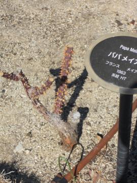 �p�p���C�A��