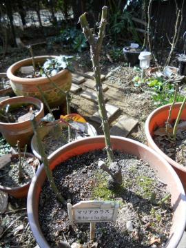 �}���A�J���X�@���̌�