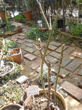 �p�p���C�A��