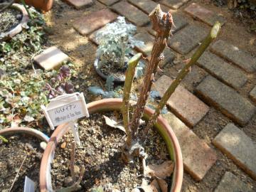 �p�p���C�A���@���̌�