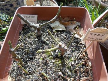 �}�`���_�@���̌�