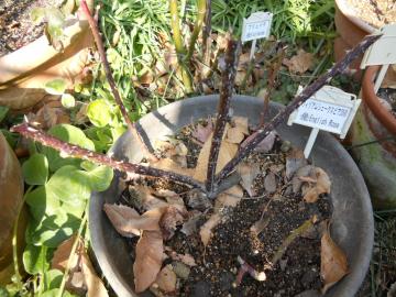 �E�C���A���V�F�[�N�X�s�A�Q�O�O�O