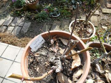 �w���e�[�W