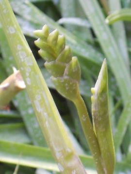 �t���[�W�A�̂ڂ�