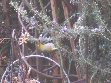 �H�����̃��W��