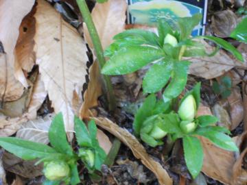 �N���X�}�X���[�Y