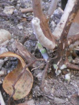 �G�������h�Z�[�W�̐V��