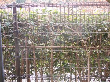 ��T�}�[�X�m�[�̗U��