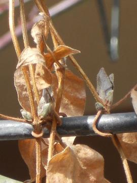 �N���}�`�X�F�x���E�H�u�E�H�b�L���O